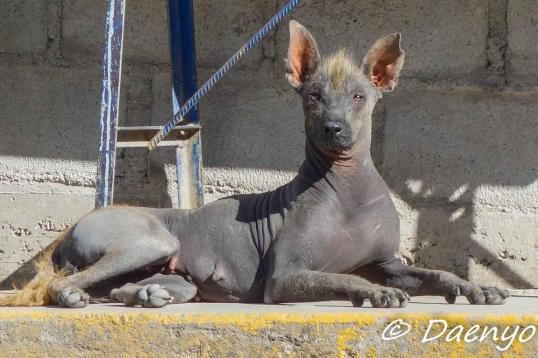 Some really ugly dog, Peru