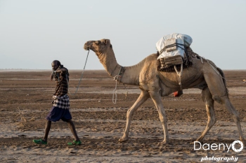 Danakil Depression, Camel Caravan