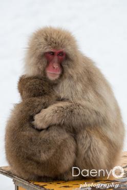 Yudanaka Snow Monkey Park
